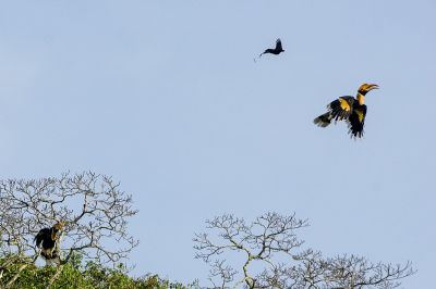 Doppelhornvogel / Great Hornbill