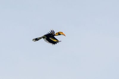 Doppelhornvogel / Great Hornbill