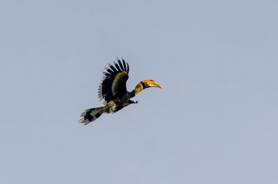 Doppelhornvogel / Great Hornbill