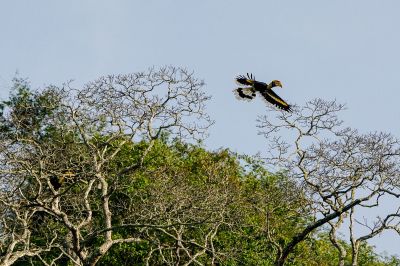 Doppelhornvogel / Great Hornbill