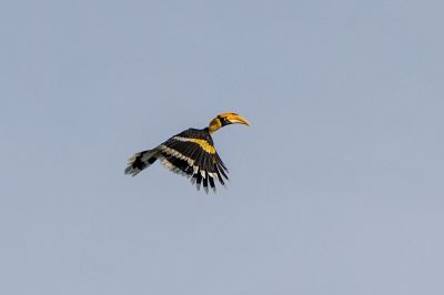 Doppelhornvogel / Great Hornbill