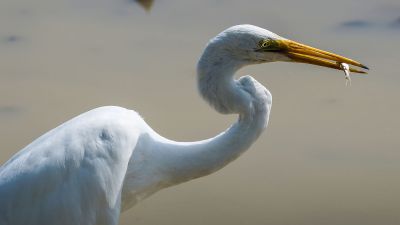 Silberreiher / Great White Egret