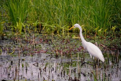 Silberreiher / Great White Egret