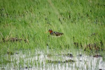 Bunt-Goldschnepfe (W) - Goldschnepfe - Buntschnepfe / Greater painted-snipe
