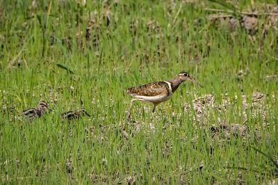 Bunt-Goldschnepfe (M&J) - Goldschnepfe - Buntschnepfe / Greater painted-snipe