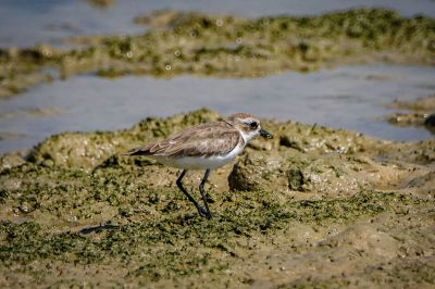 Wüstenregenpfeifer / Greater Sandplover