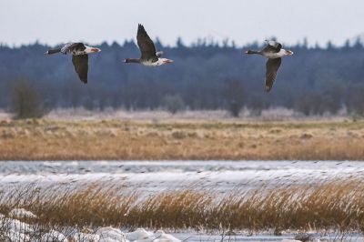 Blässgans / Greater White Fronted Goose