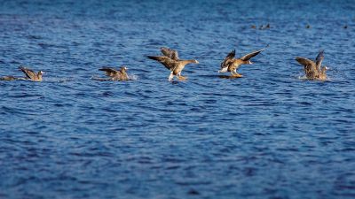 Blässgans / Greater White Fronted Goose