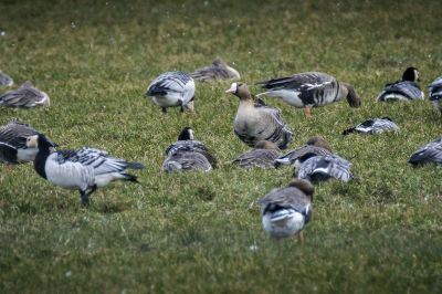 Blässgans / Greater White Fronted Goose