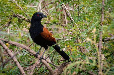 Heckenkukuck / Greater Coucal