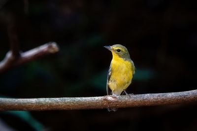 Narzissenschnäpper-elisae / Green-backed Flycatcher