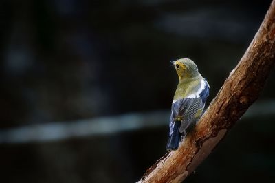 Narzissenschnäpper-elisae / Green-backed Flycatcher