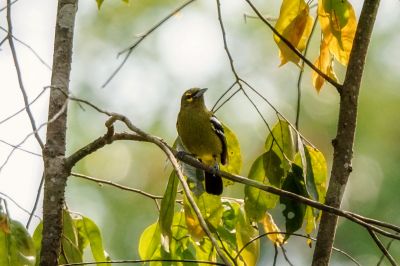 Smaragdiora / Green Iora