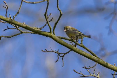 Grünfink - Grünling (F) / Greenfinch