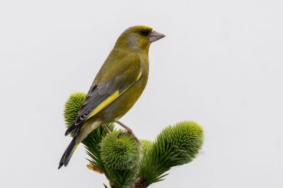 Grünfink - Grünling / European Greenfinch