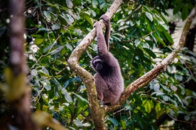 Grauer Gibbon - Borneo Gibbon - Müller-Gibbon / Grey Gibbon - Müller's Bornean Gibbon