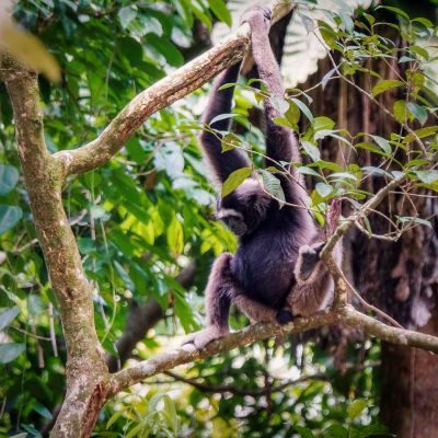 Grauer Gibbon - Borneo Gibbon - Müller-Gibbon / Grey Gibbon - Müller's Bornean Gibbon