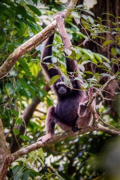 Grauer Gibbon - Borneo Gibbon - Müller-Gibbon / Grey Gibbon - Müller's Bornean Gibbon