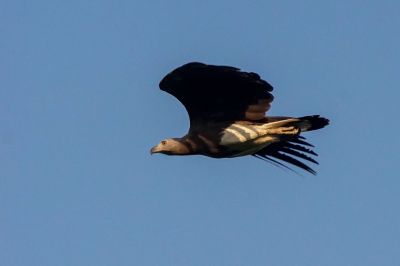 Graukopfseeadler / Grey-headed fish eagle