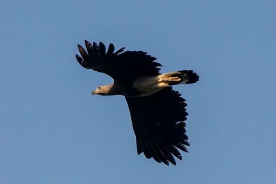 Graukopfseeadler / Grey-headed fish eagle