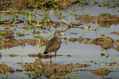 Graukopfkiebitz / Grey-headed Lapwing