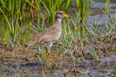 Graukopfkiebitz / Grey-headed Lapwing