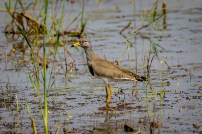 Graukopfkiebitz / Grey-headed Lapwing