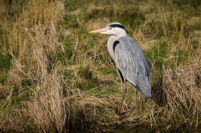 Graureiher / Grey Heron