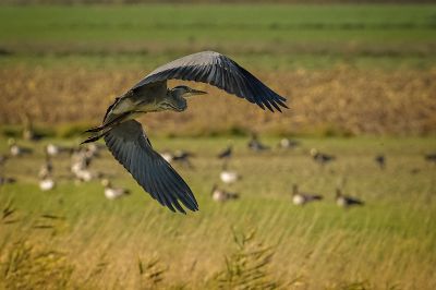 Graureiher / Grey Heron