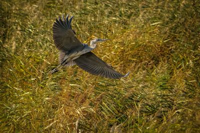 Graureiher / Grey Heron