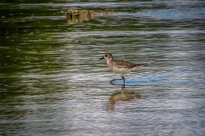 Kiebitzregenpfeifer / Grey Plover