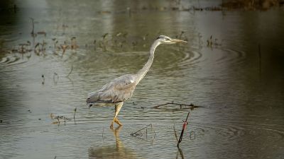 Graureiher / Grey Heron