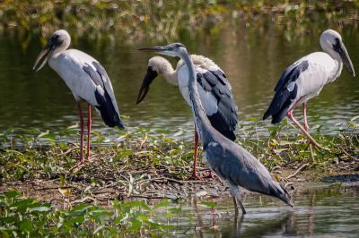 Graureiher / Grey Heron