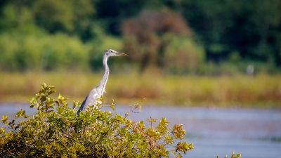 Graureiher / Grey Heron