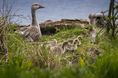 Graugans mit Jungen / Graylag Goose