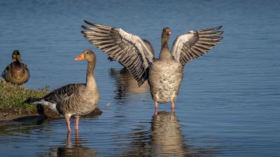 Graugans / Graylag Goose