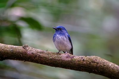 Hainanblauschnäpper (M) / Hainan Blue-Flycatcher