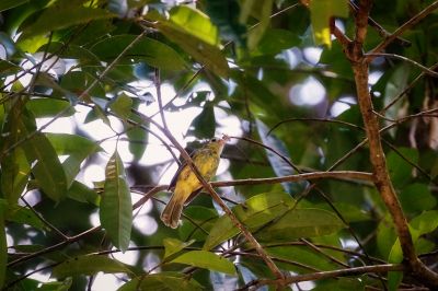 Borstenmantelbülbül / Hairy-backed Bulbul