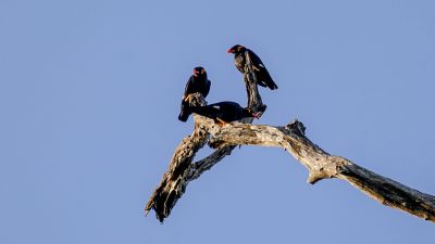 Beo / Hill Myna