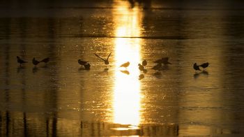 Möwen am Glücksburger Schloßsee