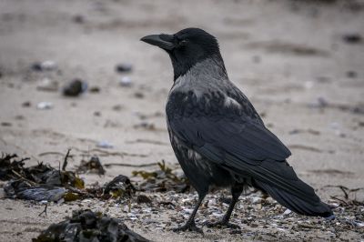 Nebelkrähe / Hooded Crow