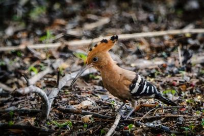 Wiedehopf / Hoopoe