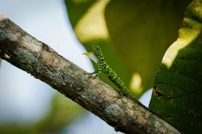 Draco cornutus / Horned flying dragon