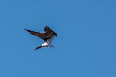 Mehlschwalbe / House Martin - Northern House Martin - Common House Martin