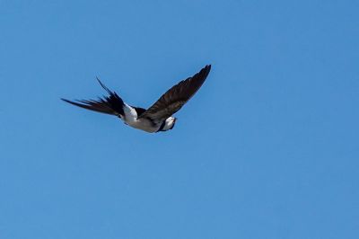 Mehlschwalbe / House Martin - Northern House Martin - Common House Martin