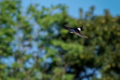 Mehlschwalbe / House Martin - Northern House Martin - Common House Martin