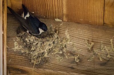 Mehlschwalbe / House Martin - Northern House Martin - Common House Martin