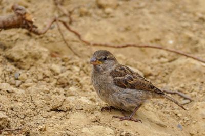 Haussperling (F) / House Sparrow