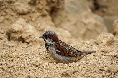 Haussperling (M) / House Sparrow