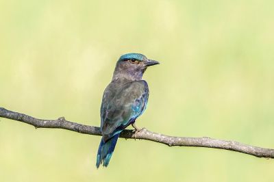 Hinduracke / Indian Roller